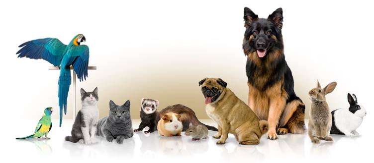 Las Flores de Bach en Animales: La importancia de la Descodificación Biológica Original