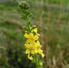 curso-de-flores-de-bach-online